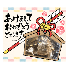 [LINEスタンプ] お正月のスタンプかめきち
