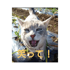 [LINEスタンプ] キラにゃんこと野良猫ちゃん♪