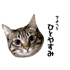 [LINEスタンプ] 我が名はるぅ。猫である。