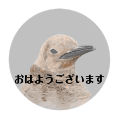 [LINEスタンプ] 神在月のペンギンスタンプ3