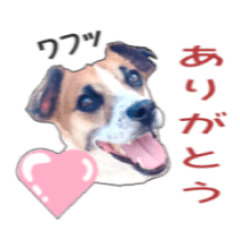 [LINEスタンプ] 優しい ジャックラッセルテリア