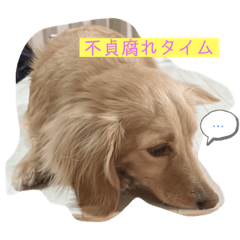 [LINEスタンプ] ただの癒し動物