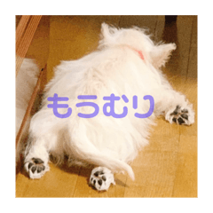 [LINEスタンプ] ウエスティのおもちさん(ウェスティ)