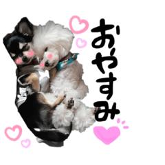 [LINEスタンプ] 鈴木さん家のわんこ