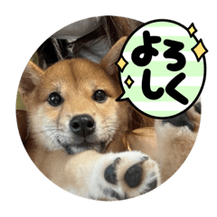 [LINEスタンプ] 豆柴六甲/ろっくんのスタンプ
