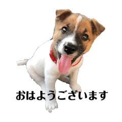 [LINEスタンプ] いちにちわんこ