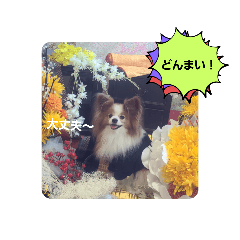 [LINEスタンプ] ぱぴぱぴパピヨン57