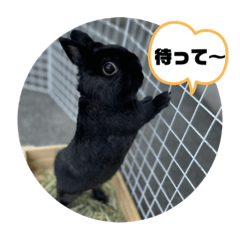 [LINEスタンプ] まっくろうさぎネロ