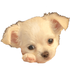 [LINEスタンプ] パーーール