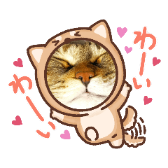 [LINEスタンプ] イラストもある！？真顔ねこスタンプ