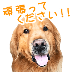 [LINEスタンプ] ゴールデン・レトリバー ブランの日常 2