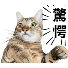 [LINEスタンプ] 俺、猫。