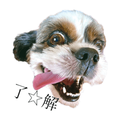 [LINEスタンプ] Mix犬ふうはちゃん！