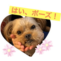 [LINEスタンプ] くーぺろこ