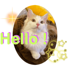 [LINEスタンプ] マンチカン猫の英語スタンプの画像（メイン）