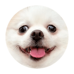 [LINEスタンプ] うちのひまわりスタンプ