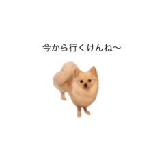 [LINEスタンプ] ぽーちゃんスタンプくまもと弁？笑