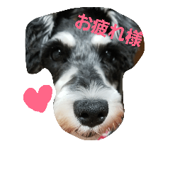 [LINEスタンプ] わんこLife