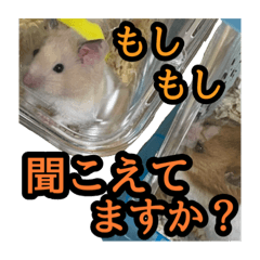 [LINEスタンプ] ハムとネコだらけ
