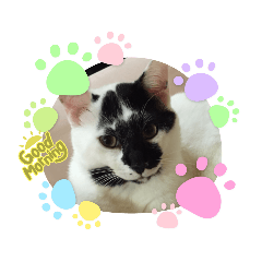 [LINEスタンプ] もこにゃんまめにゃん