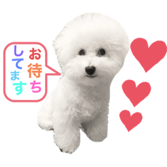 [LINEスタンプ] ビションフリーゼアフロ