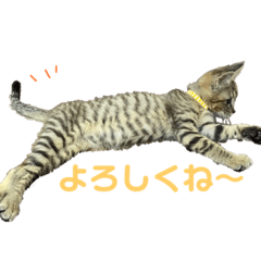 [LINEスタンプ] 保護猫チクワ