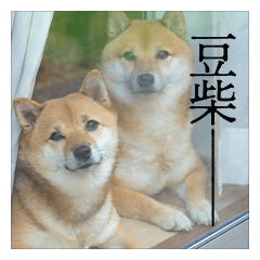 [LINEスタンプ] ちょっとシュールな豆柴スタンプの画像（メイン）