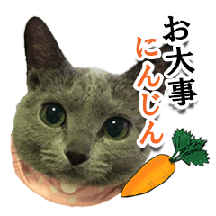 [LINEスタンプ] ロシアンブルーねこ「さくら」【ダジャレ】