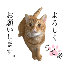 [LINEスタンプ] 天とらんま。そのに