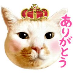 [LINEスタンプ] 使う！猫ちゃん しろくろたぬ