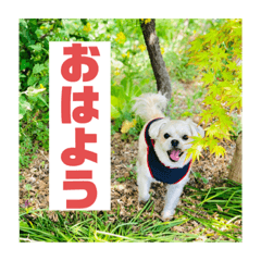 [LINEスタンプ] 一犬十色2