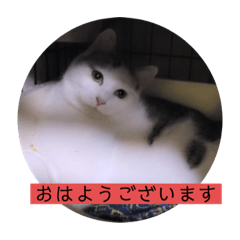 [LINEスタンプ] ガッシーねこーず2022冬1月