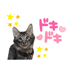 [LINEスタンプ] 仲良し猫のしゃけとライト2