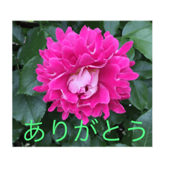 [LINEスタンプ] 素敵な花でご挨拶