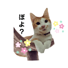 [LINEスタンプ] 仲良し猫のしゃけとライト