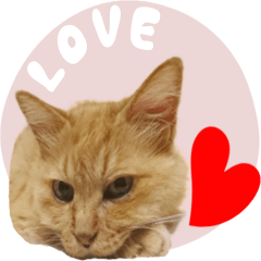 [LINEスタンプ] 定番・リアル猫イーちゃんの写真スタンプ