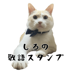[LINEスタンプ] 白猫の敬語スタンプ