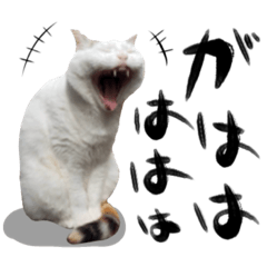 [LINEスタンプ] 猫と子供の親ばかスタンプ