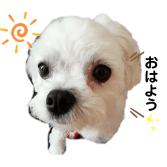 [LINEスタンプ] ✨愛犬メル✨