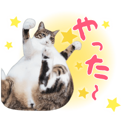 [LINEスタンプ] トラとハチワレ【感情・反応編】