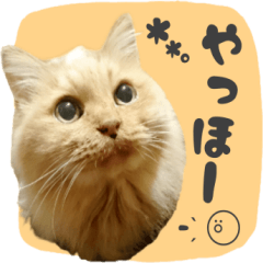 [LINEスタンプ] タメ語・リアル猫イーちゃんの写真スタンプ