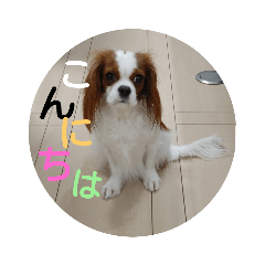 [LINEスタンプ] キャバリア20221/26