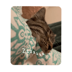 [LINEスタンプ] ひまちゃんスタンプ #1