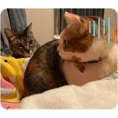 [LINEスタンプ] ぽんとひまの日常。