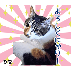 [LINEスタンプ] ひなちゃんとちゃいくん