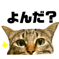 [LINEスタンプ] キジトラねこさん