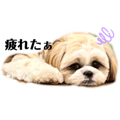[LINEスタンプ] ♡シーズーゆきち♡
