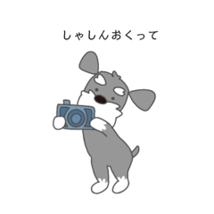 [LINEスタンプ] ミニチュアシュナウザー（灰色）