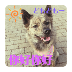 [LINEスタンプ] 台湾犬が話す日常中国語と日本語。