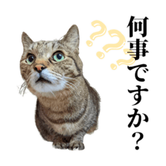 [LINEスタンプ] 我輩はそらである